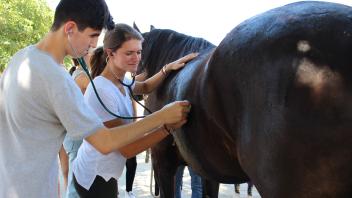 UC Davis Pre-College students practice using a stethoscope to check horse health