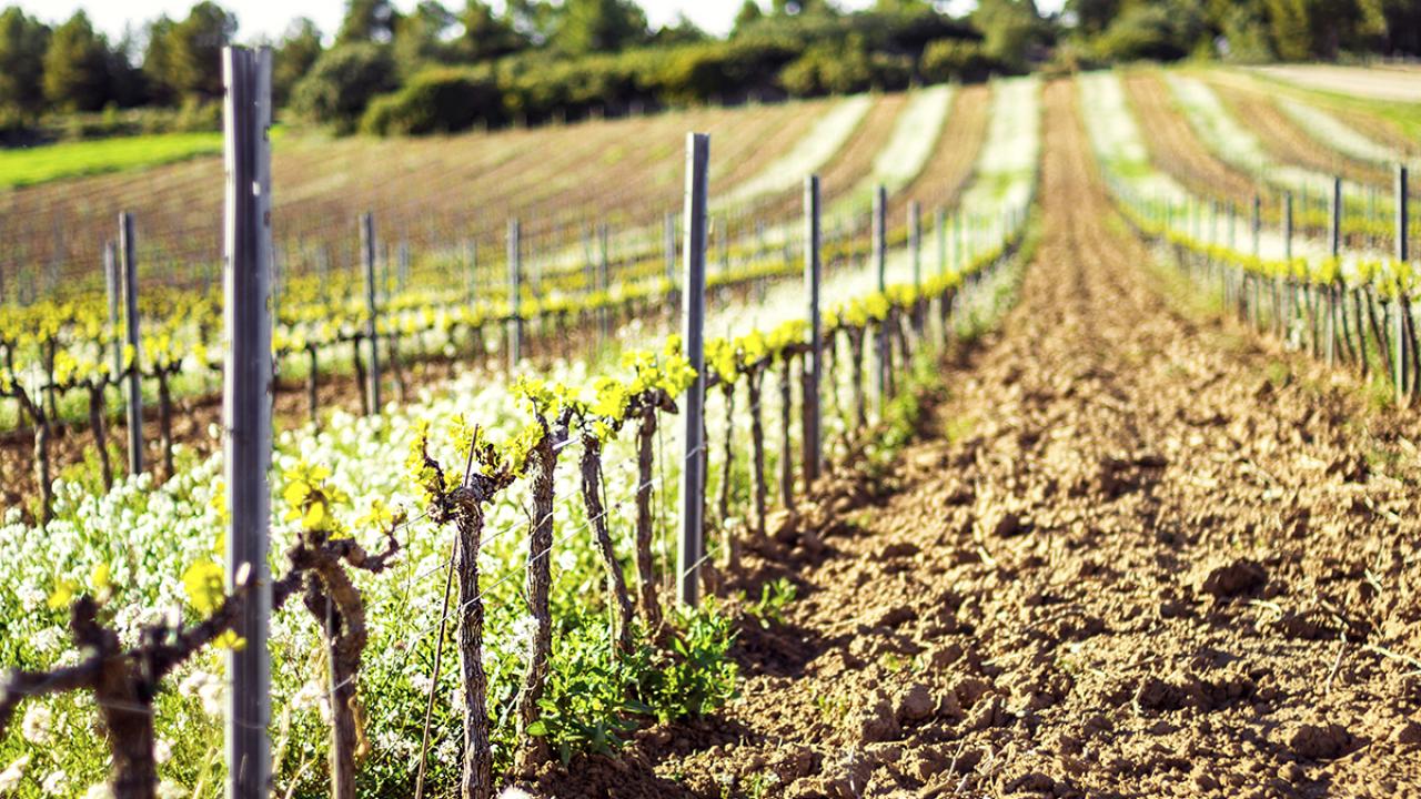 photo of vineyard