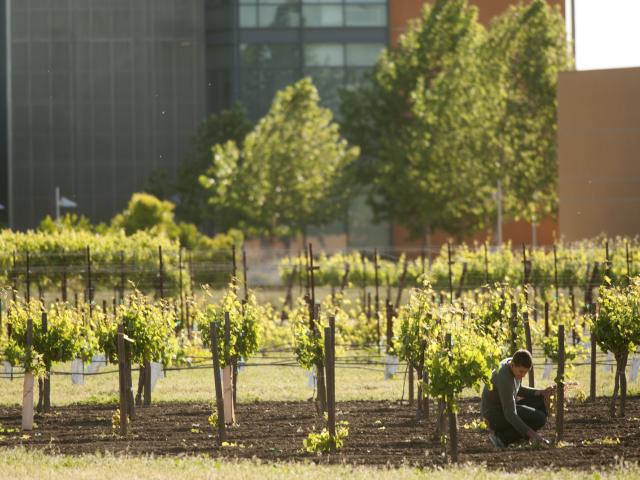UC Davis student works in the Robert Mondavi Institute vineyard