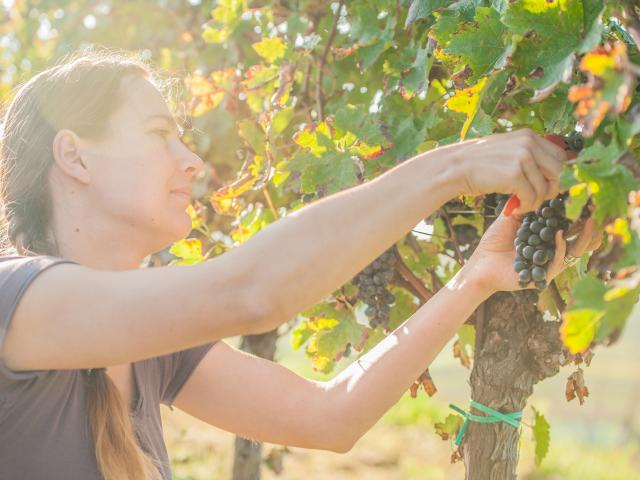 woman harvesting grapes from vines
