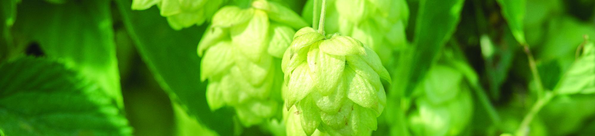 close up of hops
